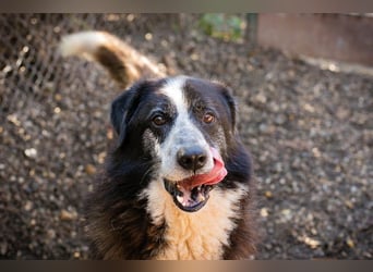 Ajani– Sieger der Herzen Ajani– Sieger der Herzen