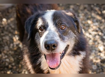 Ajani– Sieger der Herzen Ajani– Sieger der Herzen