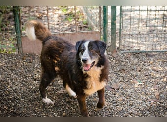 Ajani– Sieger der Herzen Ajani– Sieger der Herzen