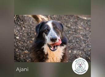 Ajani– Sieger der Herzen Ajani– Sieger der Herzen