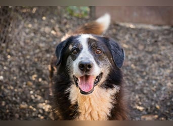 Ajani– Sieger der Herzen Ajani– Sieger der Herzen