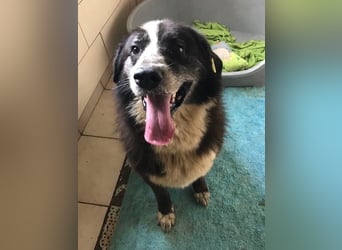 Ajani– Sieger der Herzen Ajani– Sieger der Herzen