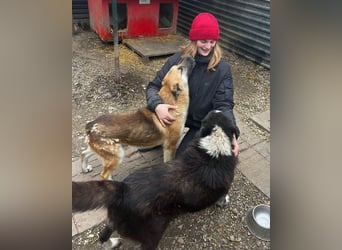 Ajani– Sieger der Herzen Ajani– Sieger der Herzen