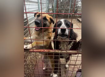 Ajani– Sieger der Herzen Ajani– Sieger der Herzen