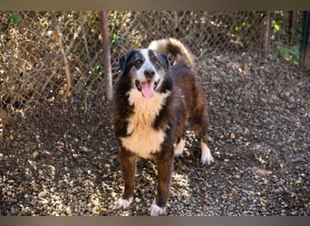 Ajani– Sieger der Herzen Ajani– Sieger der Herzen