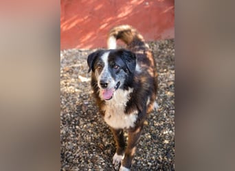 Ajani– Sieger der Herzen Ajani– Sieger der Herzen