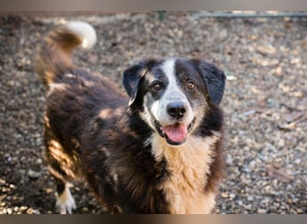 Ajani– Sieger der Herzen Ajani– Sieger der Herzen