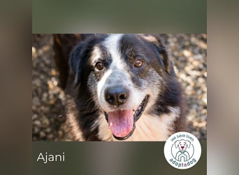 Ajani– Sieger der Herzen Ajani– Sieger der Herzen