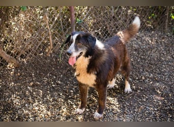 Ajani– Sieger der Herzen Ajani– Sieger der Herzen