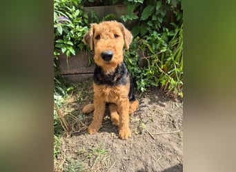 Airedale Terrier Hündin