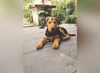 Airedale Terrier Hündin