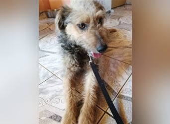Betti von kettenlos