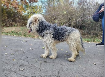 Lonci, Airdale Maus sucht schönes Zuhause Lonci, Airdale Maus sucht schönes Zuhause