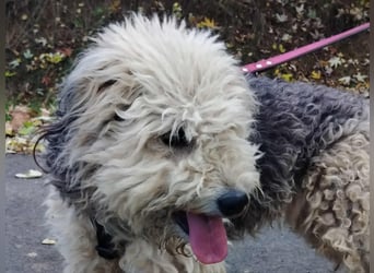 Lonci, Airdale Maus sucht schönes Zuhause Lonci, Airdale Maus sucht schönes Zuhause