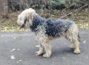 Lonci, Airdale Maus sucht schönes Zuhause Lonci, Airdale Maus sucht schönes Zuhause