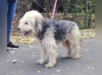 Lonci, Airdale Maus sucht schönes Zuhause Lonci, Airdale Maus sucht schönes Zuhause