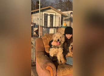 Lonci, Airdale Maus sucht schönes Zuhause