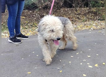 Lonci, Airdale Maus sucht schönes Zuhause Lonci, Airdale Maus sucht schönes Zuhause