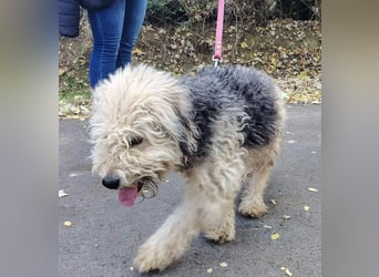 Lonci, Airdale Maus sucht schönes Zuhause Lonci, Airdale Maus sucht schönes Zuhause
