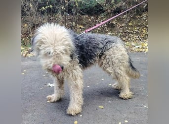 Lonci, Airdale Maus sucht schönes Zuhause Lonci, Airdale Maus sucht schönes Zuhause