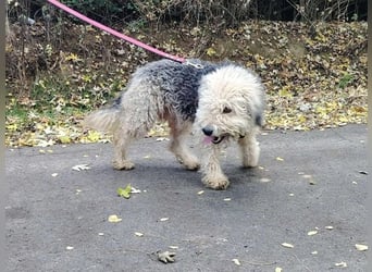 Lonci, Airdale Maus sucht schönes Zuhause Lonci, Airdale Maus sucht schönes Zuhause