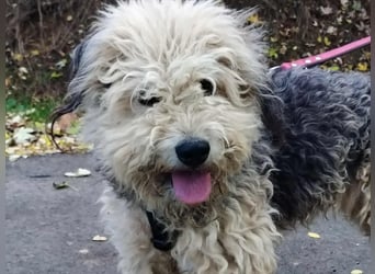 Lonci, Airdale Maus sucht schönes Zuhause Lonci, Airdale Maus sucht schönes Zuhause