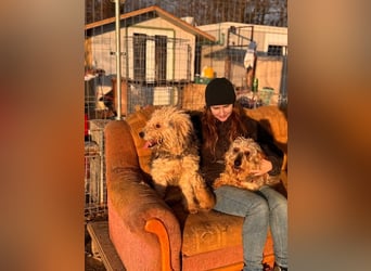 Lonci, Airdale Maus sucht schönes Zuhause