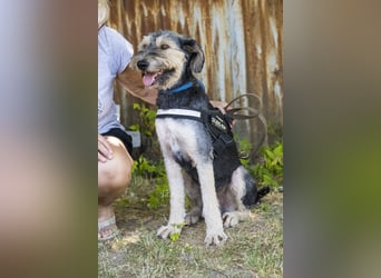 Boomer-SI, junger Hund sucht aktive Familie