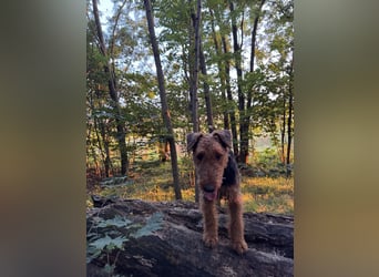 Airedale Terrier  –  abzugeben