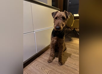 Airedale Terrier  –  abzugeben