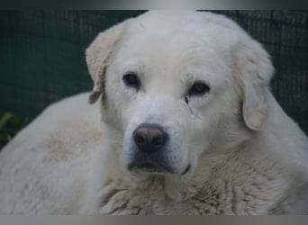 Odin, ca. 2021 geboren