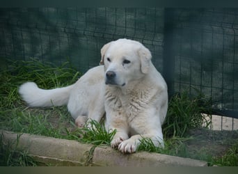 Odin, ca. 2021 geboren