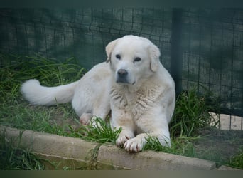 Odin, ca. 2021 geboren
