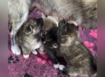 Akita- Welpen - C- Wurf - aus VDH-Zucht - verfügbar