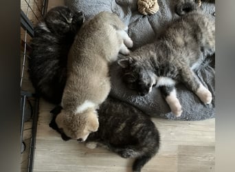 Akita- Welpen - C- Wurf - aus VDH-Zucht - verfügbar