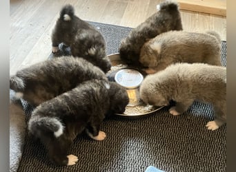 Akita- Welpen - C- Wurf - aus VDH-Zucht - verfügbar
