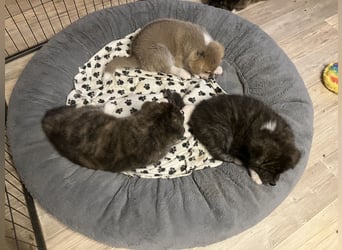 Akita- Welpen - C- Wurf - aus VDH-Zucht - verfügbar