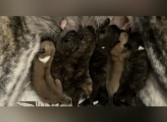 Akita- Welpen - C- Wurf - aus VDH-Zucht - verfügbar