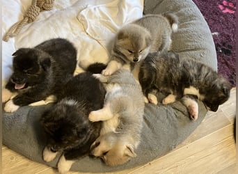 Akita- Welpen - C- Wurf - aus VDH-Zucht - verfügbar