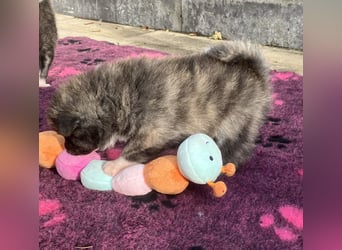 Akita- Welpen - C- Wurf - aus VDH-Zucht - verfügbar