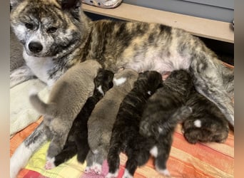 Akita- Welpen - C- Wurf - aus VDH-Zucht - verfügbar