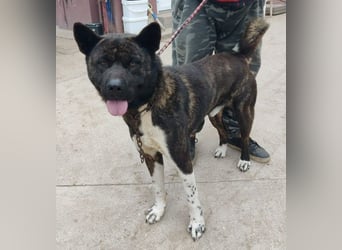 Vidar-KK – stolzer Akita-Typ sucht standhafte und liebevolle Menschen