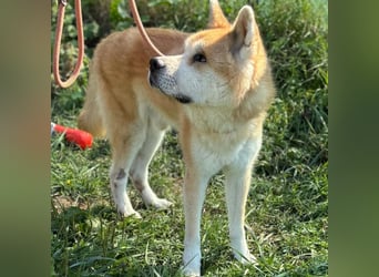 Ruhiger Don sucht sein Zuhause ❤️