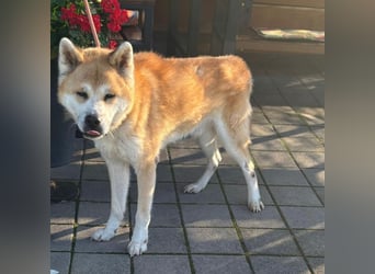 Ruhiger Don sucht sein Zuhause ❤️