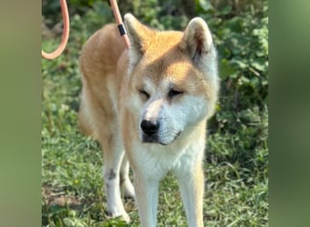 Ruhiger Don sucht sein Zuhause ❤️