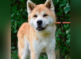 Ruhiger Don sucht sein Zuhause ❤️