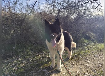 Jax – ein treuer Riese sucht sein Glück