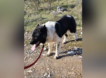 Jax – ein treuer Riese sucht sein Glück