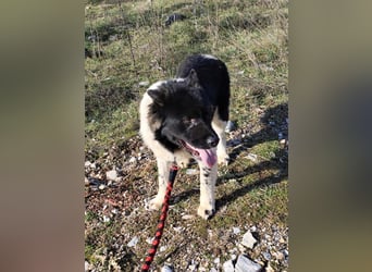 Jax – ein treuer Riese sucht sein Glück