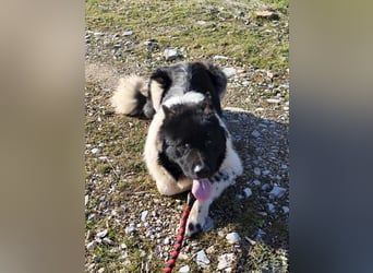 Jax – ein treuer Riese sucht sein Glück